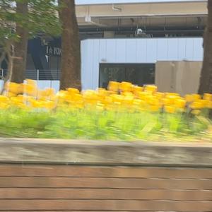 ヘイヘイおひさま〜！！！YOKOHAMA！ - 画像7