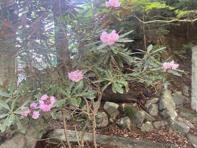 高尾山さいこう - 画像11