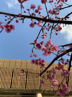 新しい制服に身を包んで🌸平岡海月 - 画像3