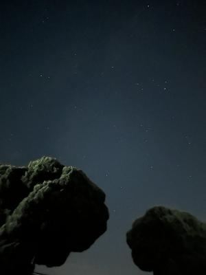 砂丘の中からコンニチハ - 画像4