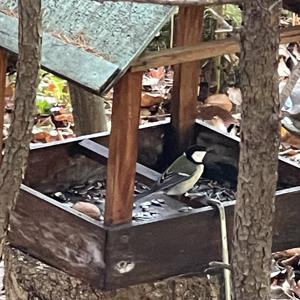 コスモスのつもり。 - 画像2