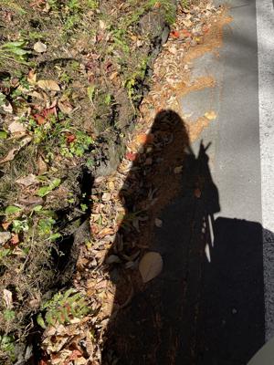 コスモスのつもり。 - 画像5