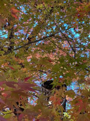 ダブルのデイでトリプルですよ - 画像6