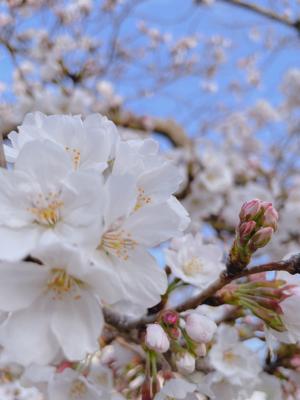 電車の音が好きな正源司　陽子 - 画像8
