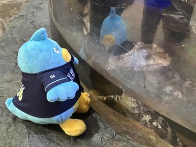 ポカをテキサスにつれてって - 画像7