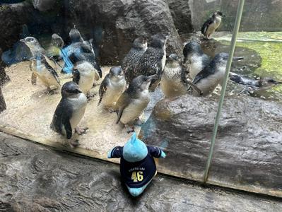 ポカをテキサスにつれてって - 画像8