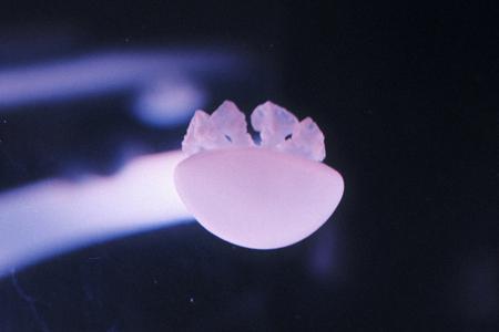 今日の私は何を思うのだろうか。正源司　陽子 - 画像6