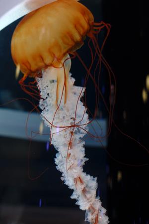 今日の私は何を思うのだろうか。正源司　陽子 - 画像7