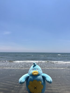まっこうしょうぶ - 画像6