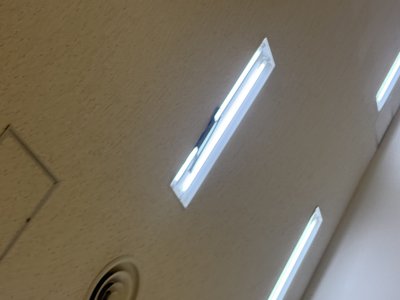 金木犀。 - 画像2