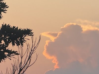 アーモンド・フィッシュのサムネイル