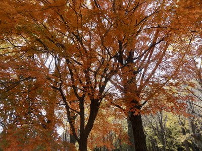 私の目に映る12月の秋 - 画像5