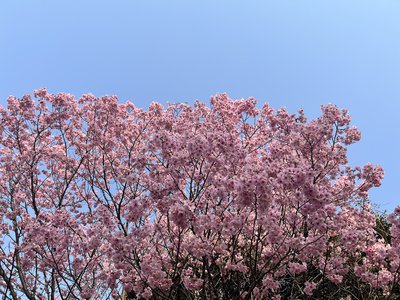 君はどんな夢見てるか - 画像1