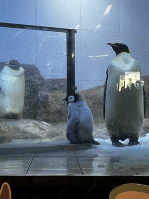 2026初！！！  松尾 桜 - 画像4