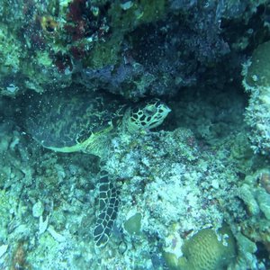 読めばだんだん常夏に感じてくるブログ✈ - 画像9