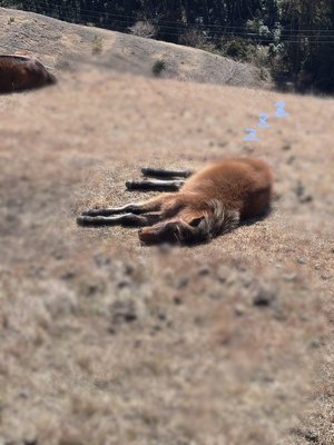 見つめ合うと素直にお喋り出来ない - 画像3