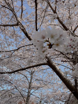 写真整理してたら中学生ヨーコさん出てきたけどなんも顔変わってなくてびっくりした正源司　陽子 - 画像7
