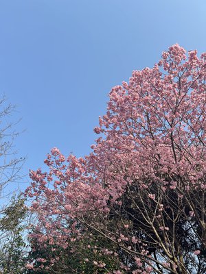 懐かしい友の声   松尾 桜 - 画像7