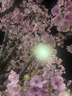 ずっと咲き続ける花 - 画像3