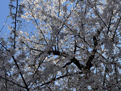 てるてる坊主に俺はなる - 画像5