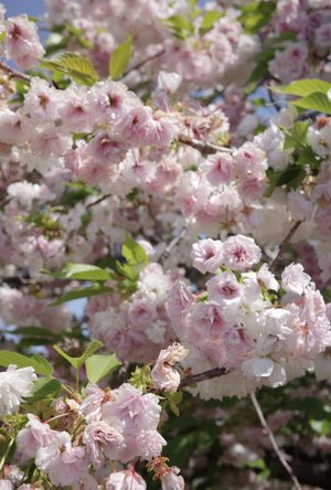 4月にお別れを - 画像2