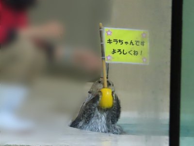 仲間とはぐれないように、手を繋いで眠るんだって。 - 画像3