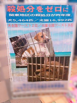 虹花からメールです\❤︎/すこーし。のサムネイル