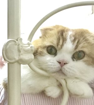 トムトム - 画像1