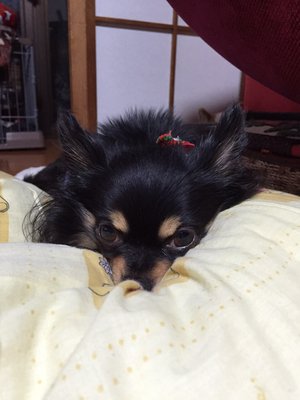 ほっこり話のサムネイル
