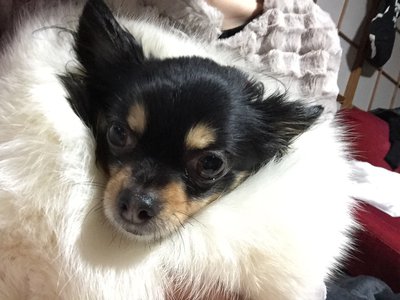 成人式のサムネイル