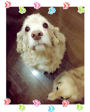 まろん。のサムネイル