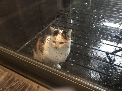 マガジン巻頭!嬉しい...そして、この猫の正体は?のサムネイル