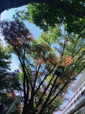紅葉シーズンのサムネイル