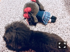 いつでもがんばりきのサムネイル