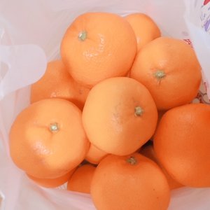 三ヶ日みかんのサムネイル