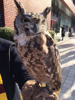 🦉 - 画像3