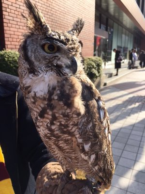 🦉 - 画像4