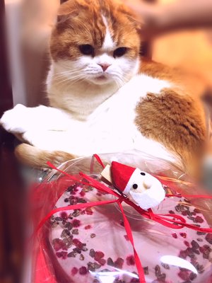 めりくり🎄めりくりのサムネイル