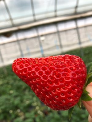 イチゴ狩り🍓 - 画像5