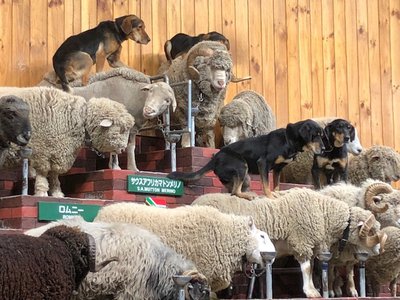 メェエエエーーーー🐏 - 画像5