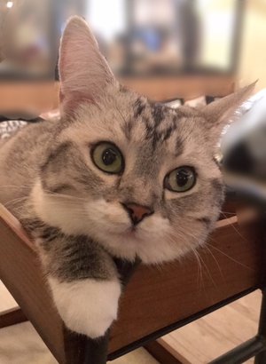人生初の🐈♪ - 画像3