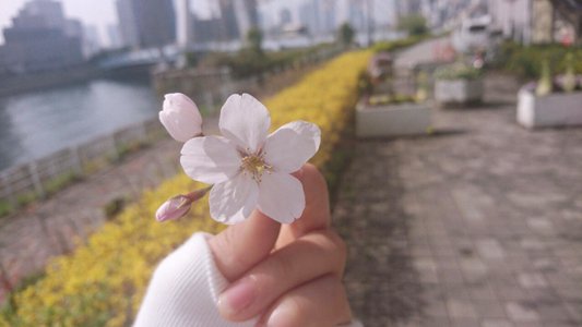 アロエ、280 - 画像4