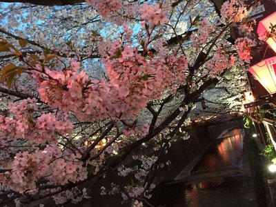 さくら🌸のサムネイル