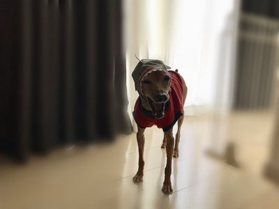 大好きな大好きな、、もうそのページ20分くらい眺めていたよ。 - 画像2