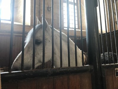 馬の博物館🐴♪ - 画像4