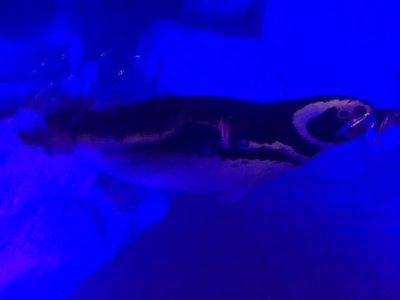 水族館。のサムネイル