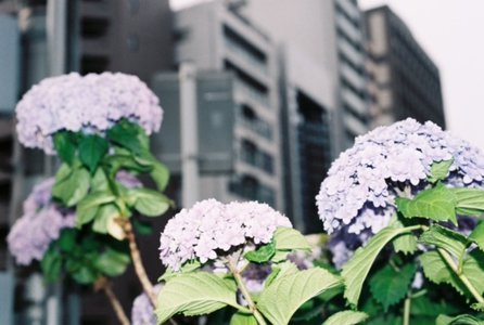 しふく。 - 画像3