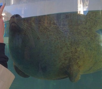 アザラシ (･ ω･ っ)3のサムネイル