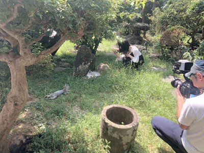 灰梅、297のサムネイル