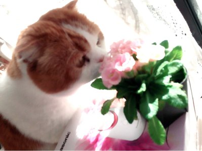 お花\(_¨̮_)/♡ - 画像3